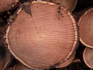 Rundholz Lärche Astrein 250-300 Jahre Bad Eisenkappel