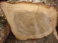 Rundholz Ulme sehr astig! Walding