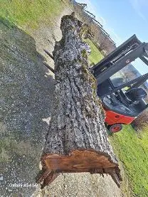 Rundholz Rundholz Nuss