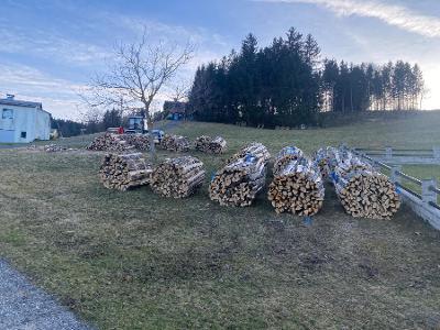 Esche, Buche Gebündelt