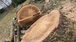 Rundholz Eiche Seevetal