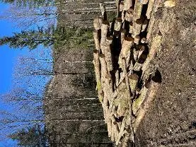 Rundholz Rundholz Buche Faserholz Esche Ahorn