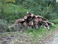 Rundholz Esche