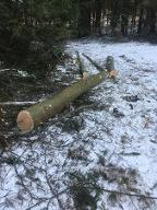 Rundholz Buche Groß Gerungs