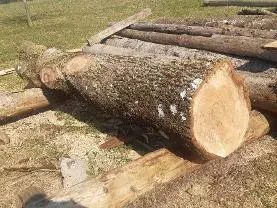 Rundholz Rundholz Nuss mit Starkästen