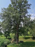 Stehendes Holz Birne