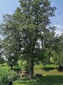 Stehendes Holz Stehendes Holz Birne