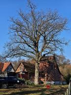 Rundholz Eiche Seevetal