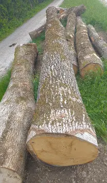 Rundholz Rundholz Eiche