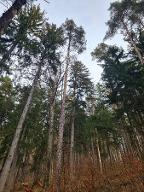 Rundholz Kiefer Astrein St. Georgen am Reith 