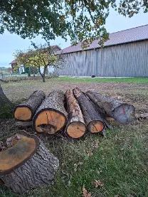 Rundholz Rundholz Eiche Asteiche