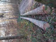 Rundholz Kiefer Komplettstamm