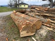 Rundholz Buche 2 Stämme astrein Zipf