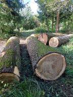 Rundholz Pappel Schnittware