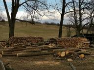 Brennholz Eiche, Buche