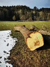 Rundholz Rundholz Eiche