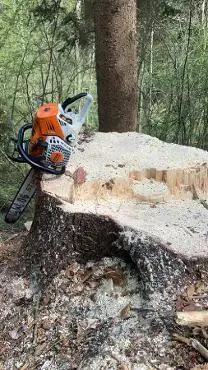 Dienstleistung ASG HOLZ