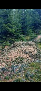 Hackschnitzel Hackgut Weichholz (>90%)