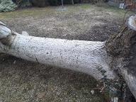 Rundholz Nuss Mauerkirchen