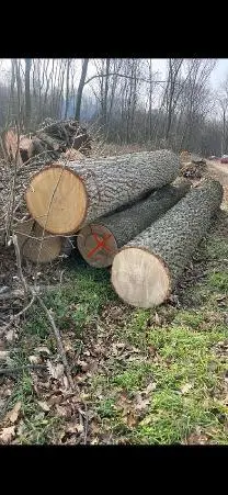Rundholz Rundholz Eiche Stieleiche, Astfrei, Qualität: A