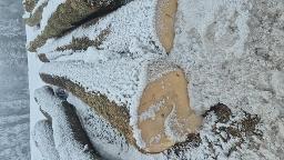 Rundholz Pappel Espe/Zitterpappel astrein Weißenkirchen im Attergau