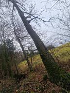 Stehendes Holz Esche