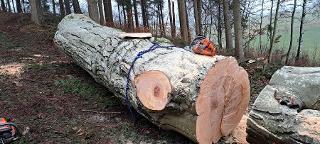 Rundholz Buche Wertholz