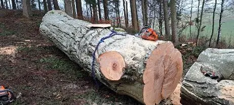 Rundholz Rundholz Buche Wertholz