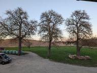 Stehendes Holz Birne Meggenhofen