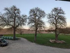 Stehendes Holz Stehendes Holz Birne