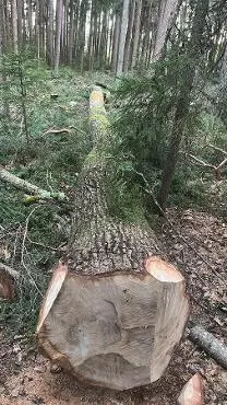 Rundholz Rundholz Eiche