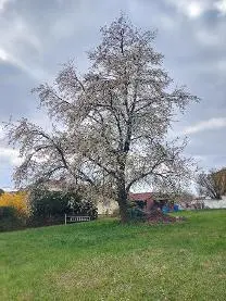 Rundholz Rundholz Kirsche