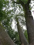 Stehendes Holz Esche Astrein Handenberg