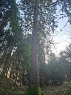 Stehendes Holz Stehendes Holz Fichte XXL Fichte