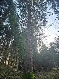 Stehendes Holz Stehendes Holz Fichte XXL Fichte