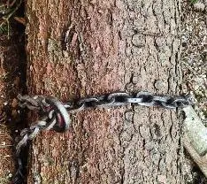 Stehendes Holz Stehendes Holz Fichte Durchforstung für Anfänger
