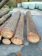 Rundholz Kiefer Astrein