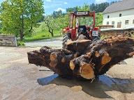 Rundholz Nuss Wurzelstock Alberndorf in der Riedmark