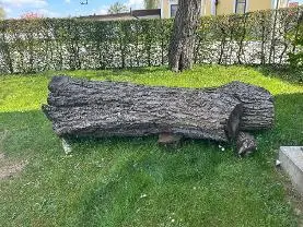Rundholz Rundholz Nuss