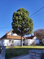 Rundholz Zirbe Astrein Reichenfels