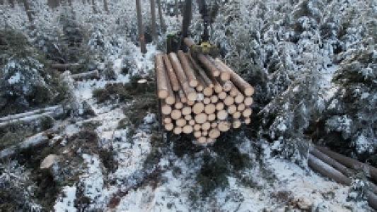 ad Wald besitzen ohne Arbeit