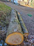 Rundholz Kirsche Wildkirsche