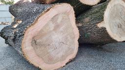 Rundholz Esche