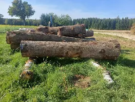 Rundholz Rundholz Eiche Astrein
