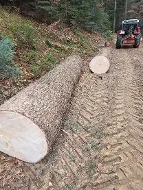 Rundholz Rundholz Fichte Fichten / Tannen Stammholz, hochwertiges Rundholz