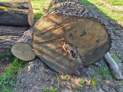 Rundholz Esche