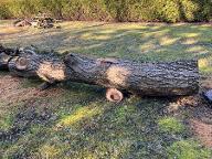 Rundholz Nuss Muthmannsdorf