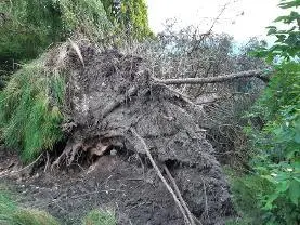 Holzprodukte Holzwurzel