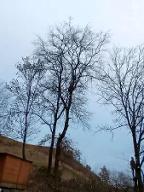 NM (Baumabtragung/-pflege)  Kapfenberg