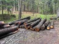 Rundholz Erle Sieggraben